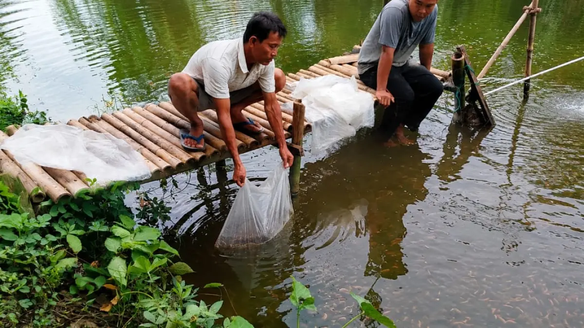 TEBAR BENIH: Penebaran benih ikan ke sejumlah embung di wilayah Kabupaten Grobogan.