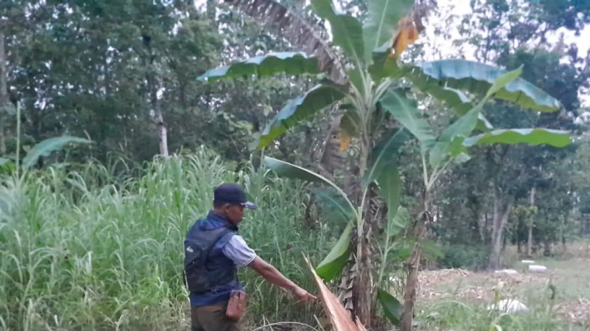 TUNJUKAN LOKASI – Petugas Polsek Wirosari menunjukan lokasi penebangan kayu ileal diambil dari kawasan hutan. 
