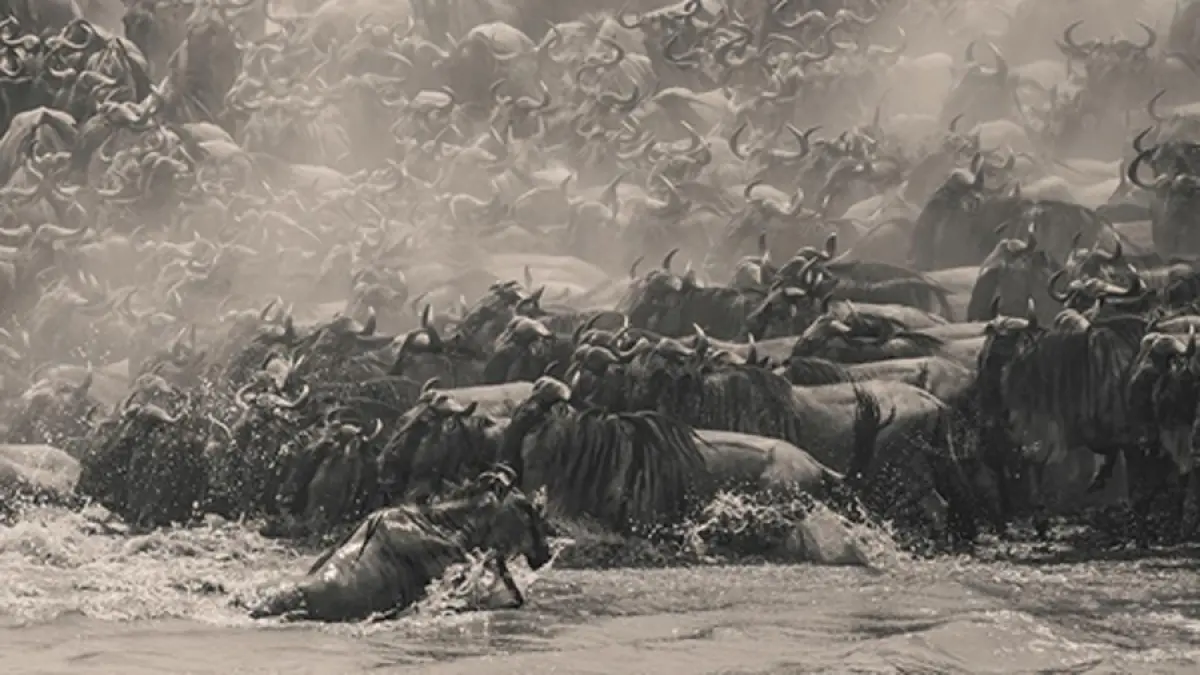 “Wildebeest” karya fotografer asal Singapura William Chua, pemenang penghargaan The Pano Awards Southeast Asia Open Photographer of the Year 2025, sebuah jepretan panorama detail yang mengabadikan betapa intensnya migrasi besar-besaran di Kenya. 