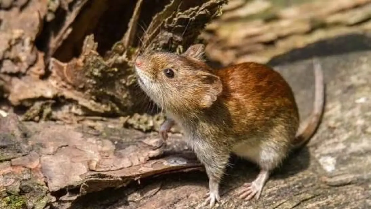 Hantavirus di Indonesia Capai 23 Kasus, Kemenkes Identifikasi "Seoul Virus"