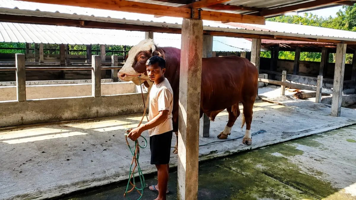 IDULADHA: Sapi presiden yang disiapkan untuk perayaan Iduladha 2026. (DISNAKKAN GROBOGAN UNTUK RADAR KUDUS)