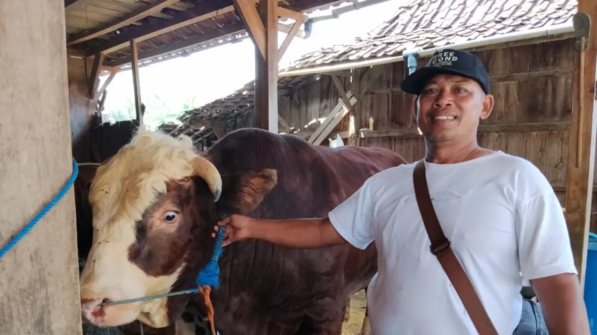 SAPI KURBAN: Sunardi warga Desa Bandungharjo Kecamatan Toroh saat menunjukkan sapi Simental. (INTAN MAYLANI/RADAR KUDUS)