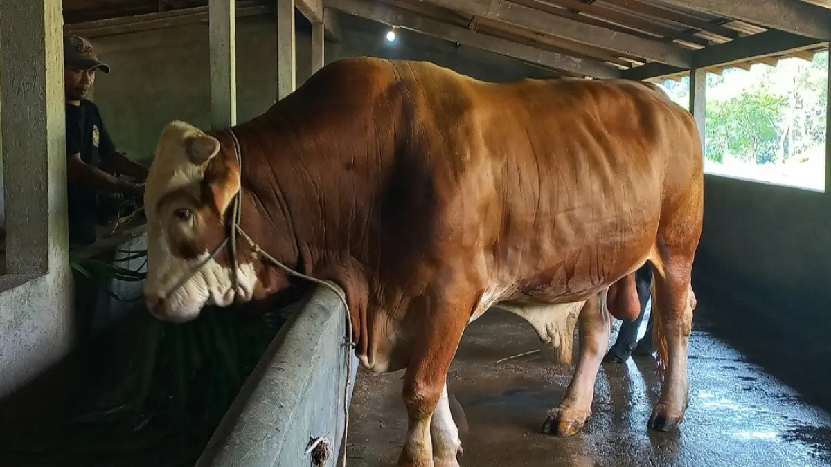 UNGGULAN: Hasan tengah memberi makan sapi kurban Presiden Prabowo di Peternakan dan RPH Lembu Suro pada Rabu (13/5). (FIKRI THOHARUDIN/RADAR KUDUS)