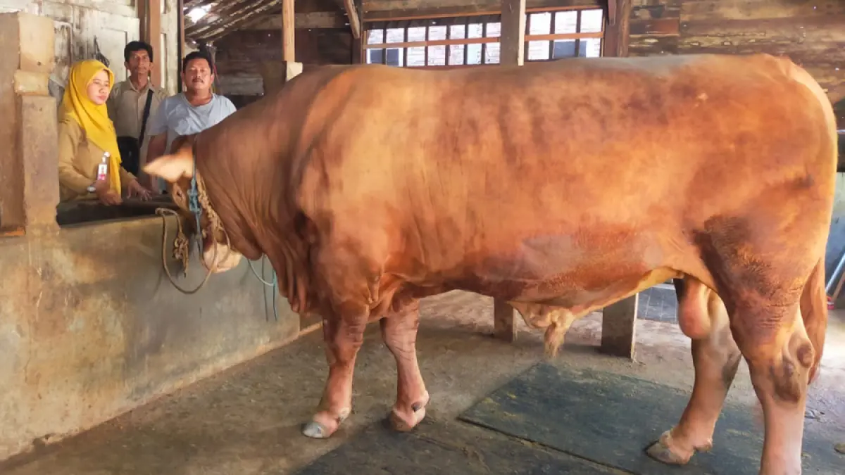 DIPERIKSA: Tim dokter hewan dari Dintanpan Rembang saat melakukan pemeriksaan sapi limousin “Apanza” yang terpilih banmas Presiden Prabowo Subianto. (DINTANPAN UNTUK RADAR KUDUS)