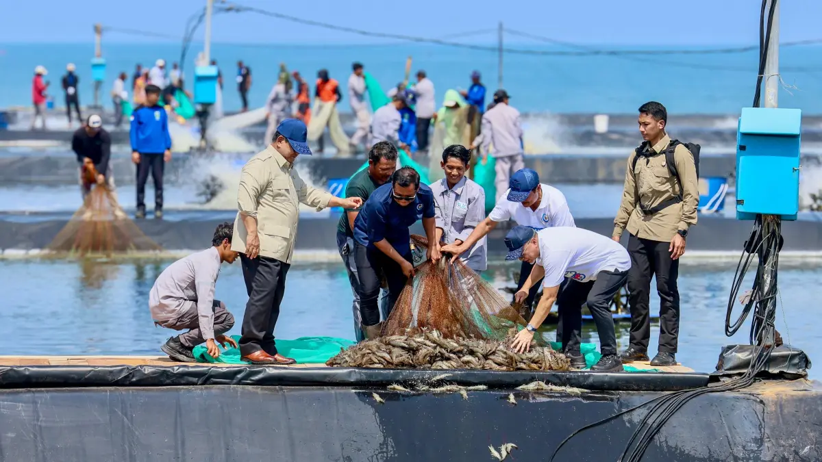 POTENSIAL:  Kawasan tambak udang modern di pesisir selatan Kebumen mendapat perhatian langsung Presiden Prabowo Subianto. Didampingi Gubernur Jawa Tengah, Ahmad Luthfi, Presiden melakukan panen raya udang vaname .