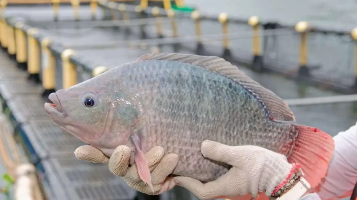  Ikan Nila Indonesia Sukses Tembus Pasar Premium AS dan Eropa dengan Rekor 