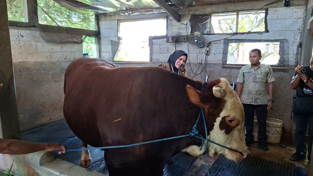 
CEK: Kepala Bidang Peternakan Dispertan Kudus, Arin Nikmah memastikan kondisi Sapi Presiden dalam kondisi sehat, Selasa (26/5).
 (ANDIKA TRISNA SAPUTRA/RADAR KUDUS)