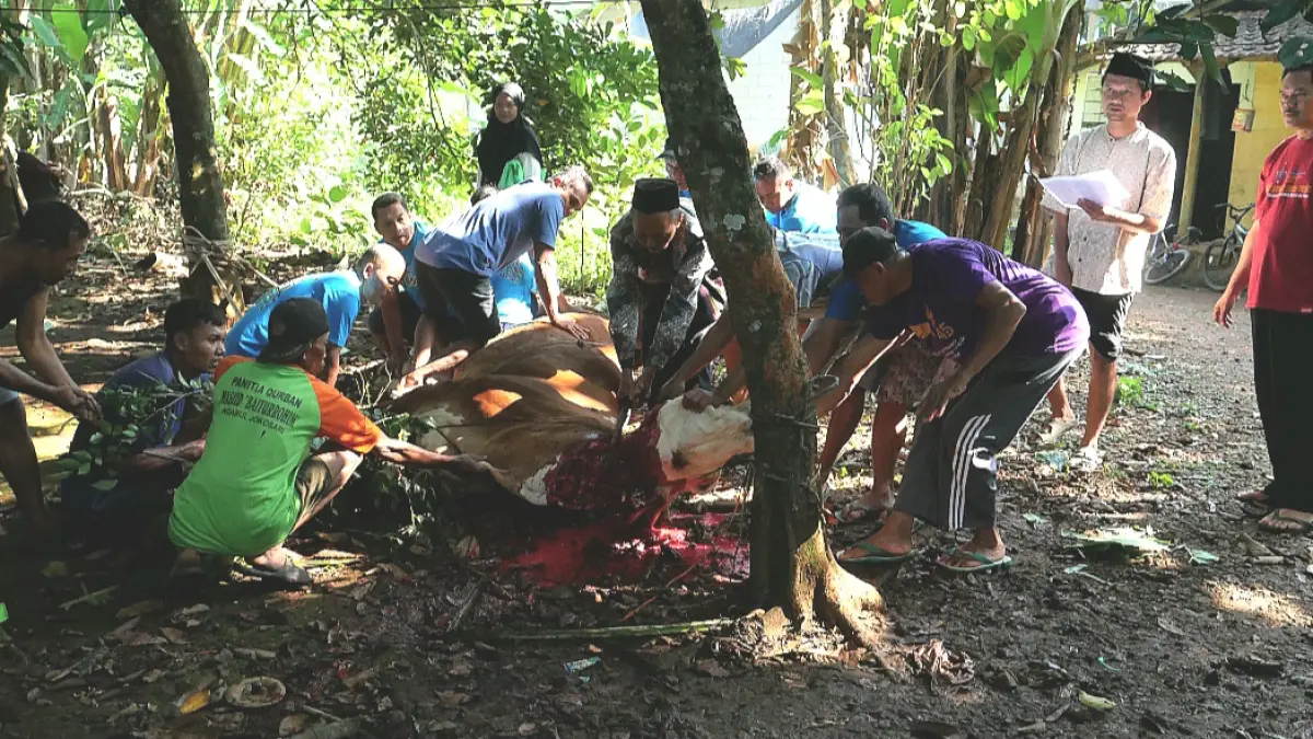 BERKURBAN: Prosesi penyembelihan sapi kurban dari Komang Aryes dan Markus, di belakang Masjid Baiturrohim Jokosari, Desa Ngabul Kecamatan Tahunan pada Rabu (27/5).(FIKRI THOHARUDIN/RADAR KUDUS)