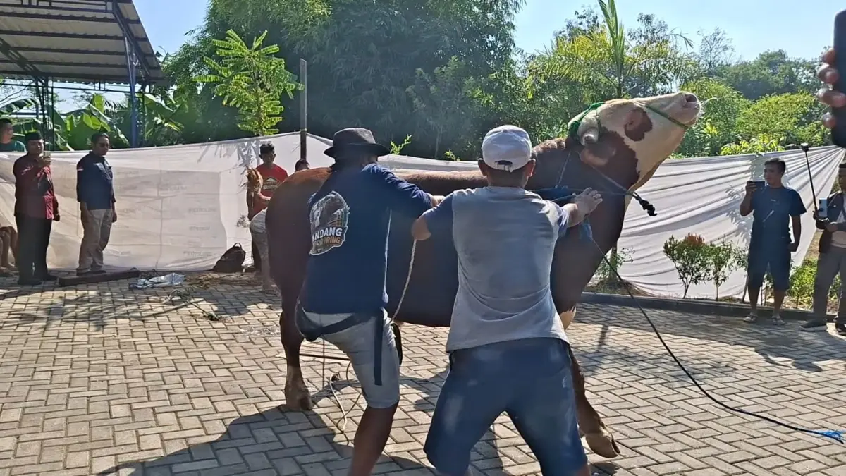 
BERONTAK: Sapi presiden sempat memberontak dan lari ke persawahan samping Masjid Al Fajr, Rabu (27/5). (ANDIKA TRISNA SAPUTRA/RADAR KUDUS)

