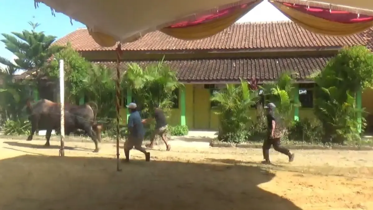 KEJAR: Warga Desa Kawengan Kecamatan Jepon saat mengejar sapi bantuan presiden yang lepas. (EKO SANTOSO/RADAR KUDUS)