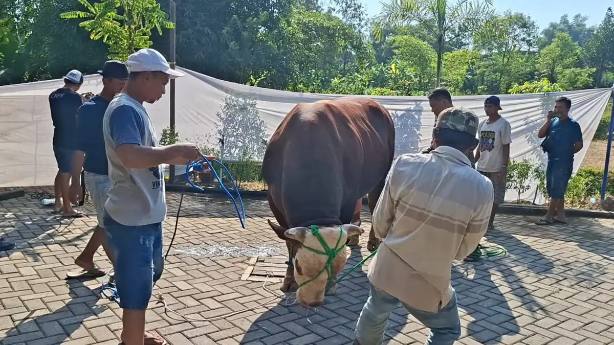 LUMPUHKAN: Sejumlah panitia kurban Masjid Al Fajr mencoba mengikat sapi presiden sebelum disembelih, Rabu (27/5). (ANDIKA TRISNA SAPUTRA/RADAR KUDUS)