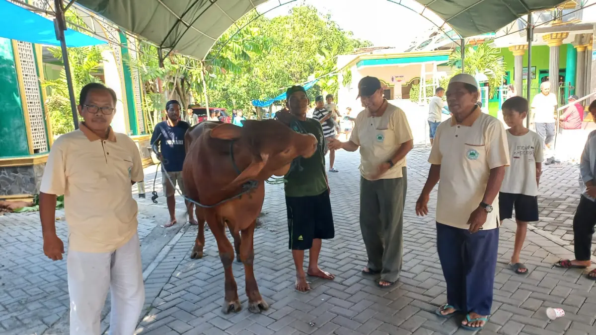 MERIAH – Ketua PKM Masjid Darul Muttaqin H.A. Budiyono menunjukkan hewan sapi kurban di Masjid Darul Muttaqin RSS Sambak Indah, Purwodadi, Rabu (27/5)
