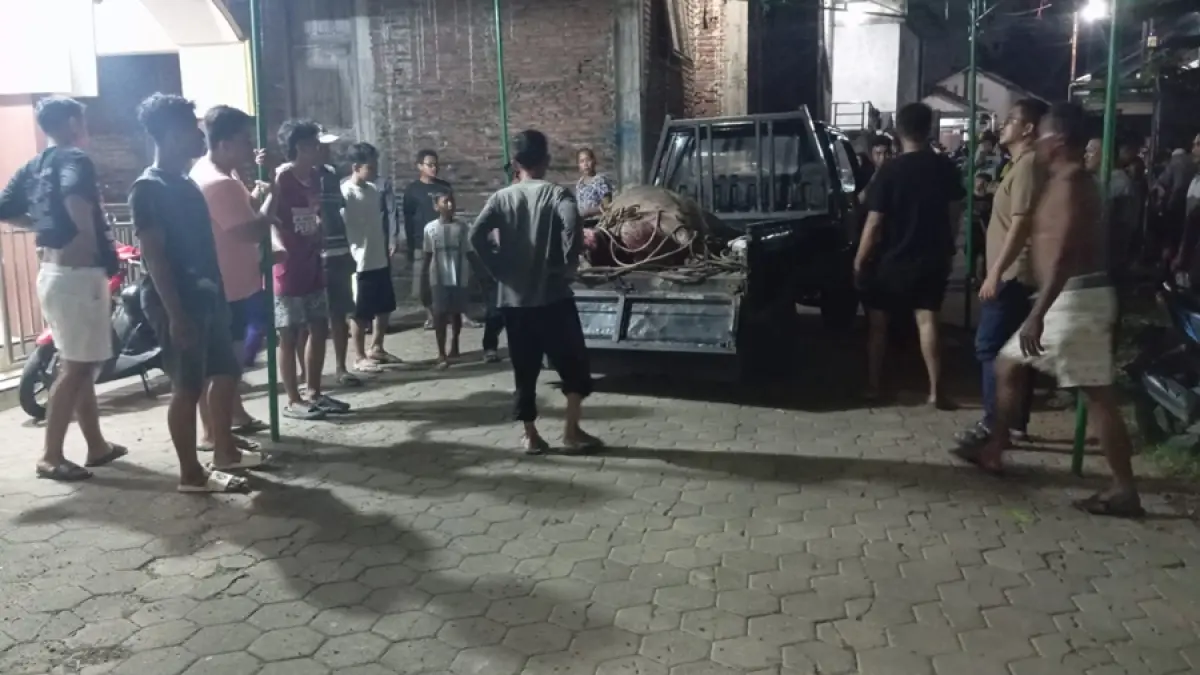 DILUMPUHKAN: Polisi bersama warga mengevakuasi kerbau yang mengamuk dan lepas. (POLRES KUDUS UNTUK RADAR KUDUS)