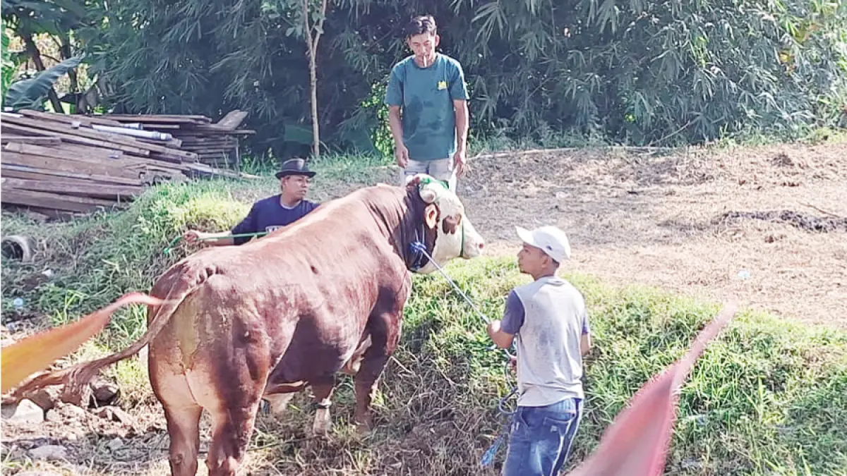 LEPAS: Sapi bantuan presiden ditangkap setelag lari di Masjid Al Fajr Desa Karangampel, Kaliwungu, Kudus, kemarin. (ANDIKA TRISNA SAPUTRA/RADAR KUDUS)