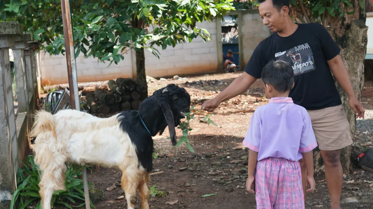 TERIMA KASIH: Hewan kurban bantuan PLN UIK Tanjung Jati B diterima dan dirawat masyarakat sebelum disembelih pada momentum Hari Raya Idul Adha 1447 H di Jepara, Selasa (26/5). Bantuan ini menjadi wujud kepedulian PLN dalam berbagi kebahagiaan serta memperkuat nilai kebersamaan dengan masyarakat sekitar wilayah operasional PLTU Tanjung Jati B.