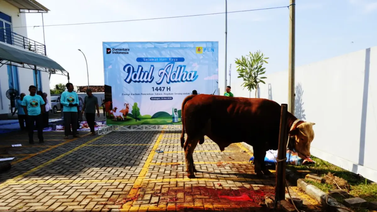 BERKURBAN – Dua Sapi dari PLN UP3 Grobogan ikut disembelih di Hari Raya Idul Adha di kantor PLN setempat di Jalan Gajah Mada Purwodadi. 