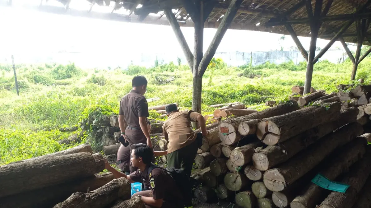 PERIKSA BARANG BUKTI – Tim Jaksa Kejari Grobogan bersama Perhutani KPH Purwodadi melakukan pemeriksaan barang bukti kayu curian dari hutan lindung di TPK Sambirejo beberapa waktu lalu. 
