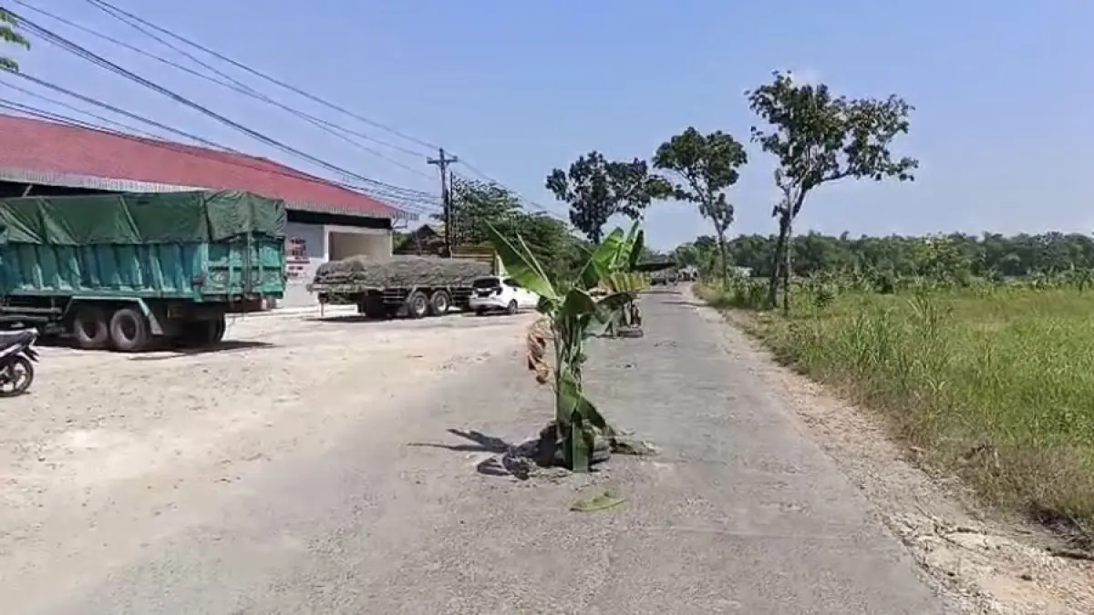 PROTES: Pohon pisang ditanam warga Randublatung di Jalan Randublatung-Cepu, Blora, baru-baru ini. (ARIF FAKHRIAN KHALIM/RADAR KUDUS)