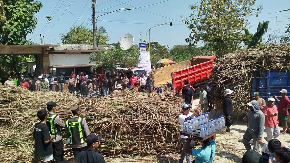 BUANG: Petani tebu saat menumpahkan tebu di depan PT GMM (EKO SANTOSO/RADAR KUDUS) 