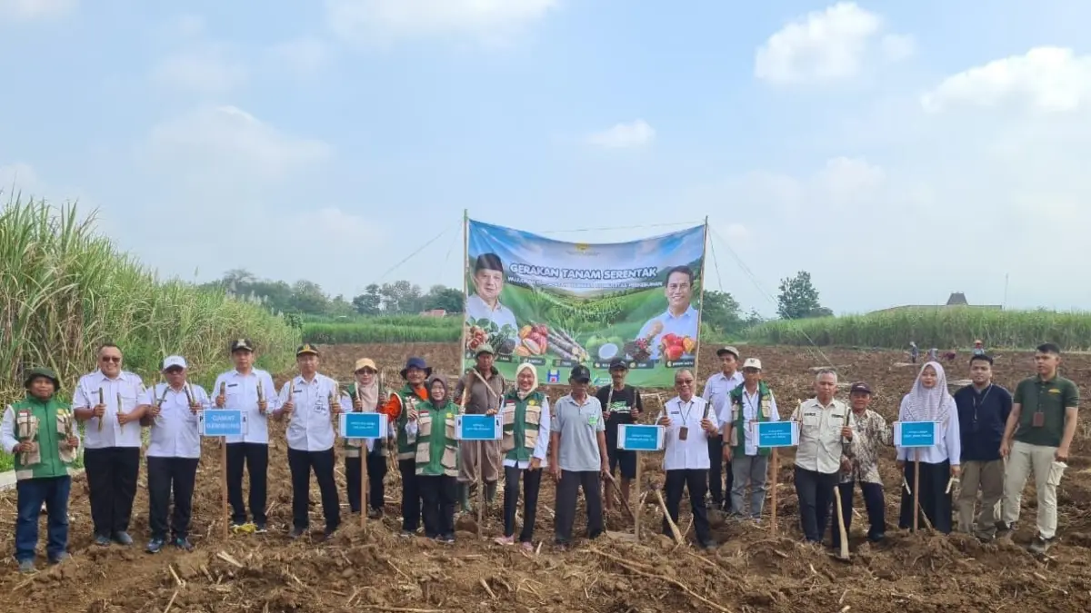Kegiatan tanam bersama  komoditas tebu dilaksanakan di lokasi Desa Semirejo Kecamatan Gembong Pati. (DISPERTAN PATI) 
