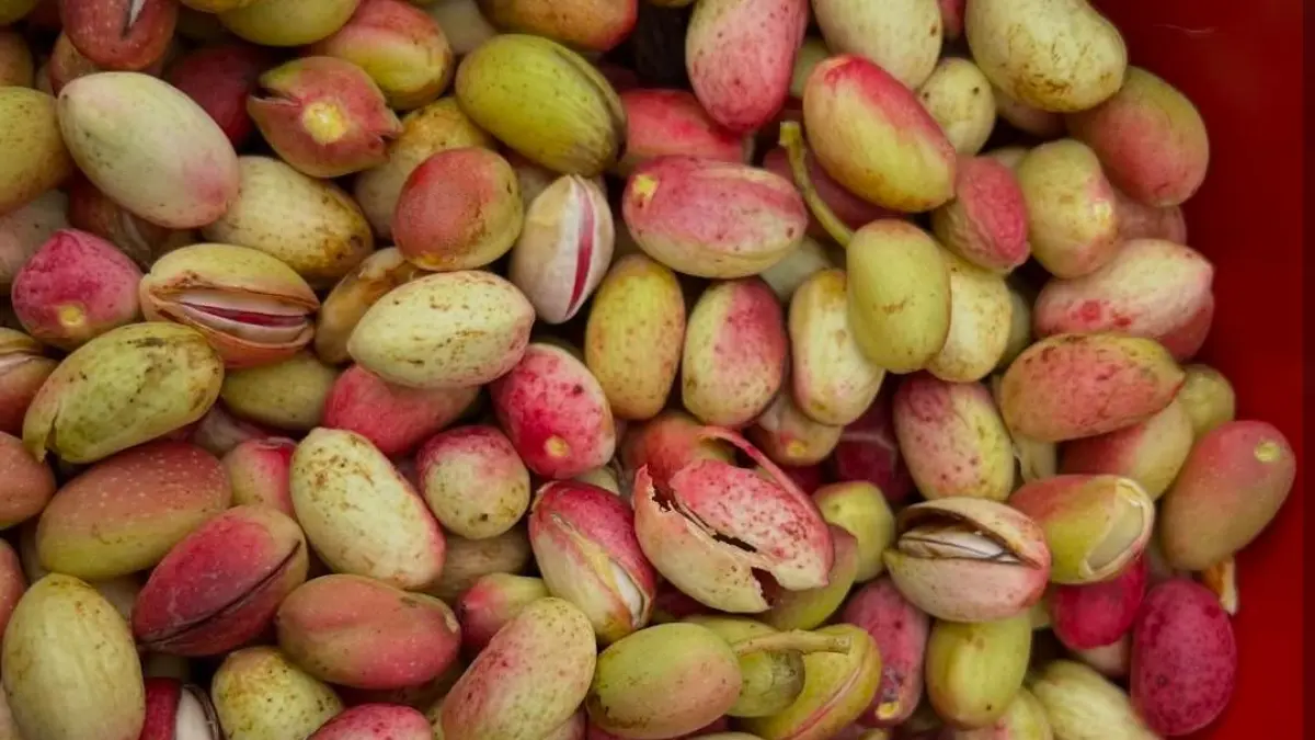Demam Pistachio Mendunia, Dari Dubai Chocolate hingga Dessert Viral yang Banjiri Media Sosial (ig @thethriftygardener)