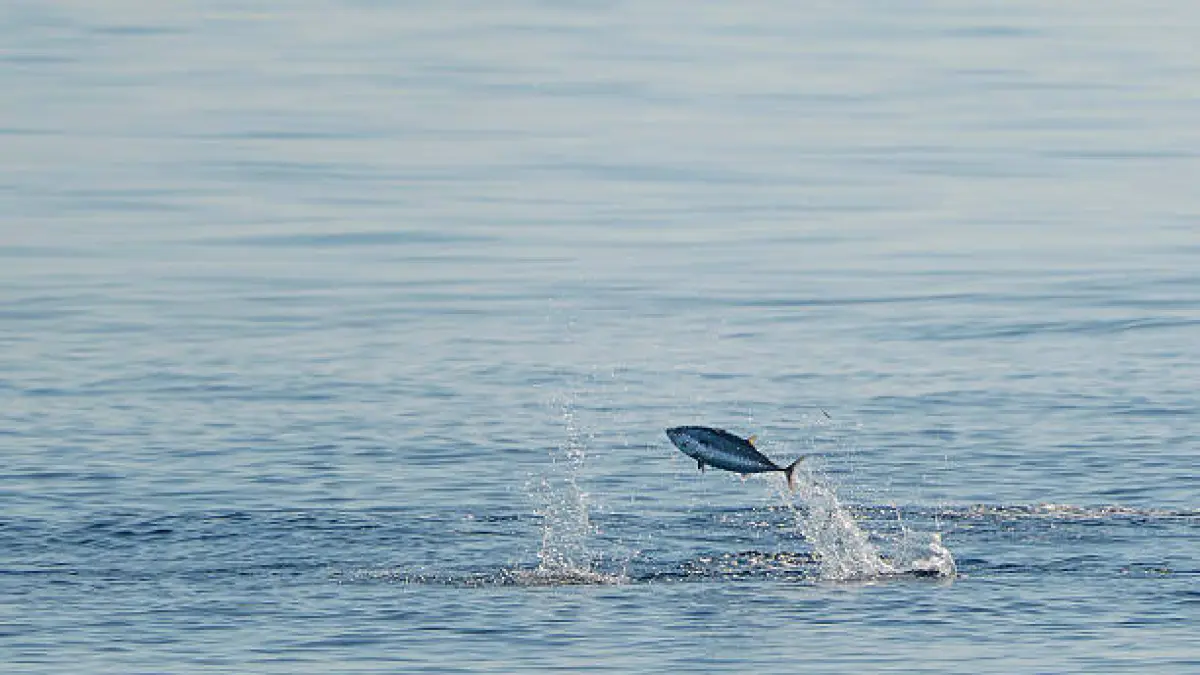 Ilustrasi ikan tuna
