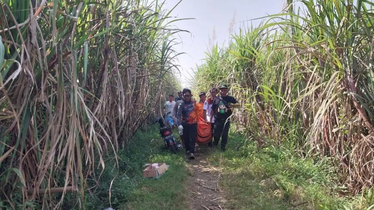 NAHAS: Petugas melakukan evakuasi korban yang dikabarkan hilang di lahan tebu di Desa Kedungsari. (BPBD KUDUS UNTUK RADAR KUDUS)