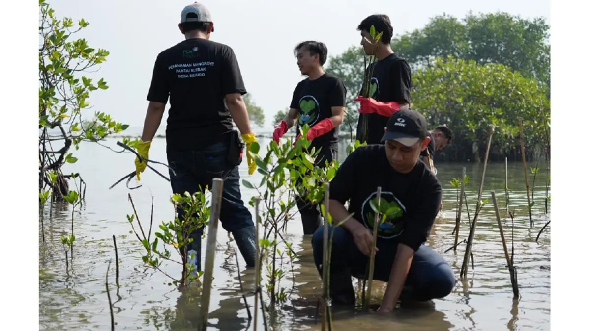 Officer TJSL PLN UIK Tanjung Jati B, Desta Andri Muryono, bersama volunteer pegawai melakukan penanaman bibit mangrove di kawasan Pantai Blebak, Desa Sekuro, Kecamatan Mlonggo, Kabupaten Jepara, Rabu (10/6). 