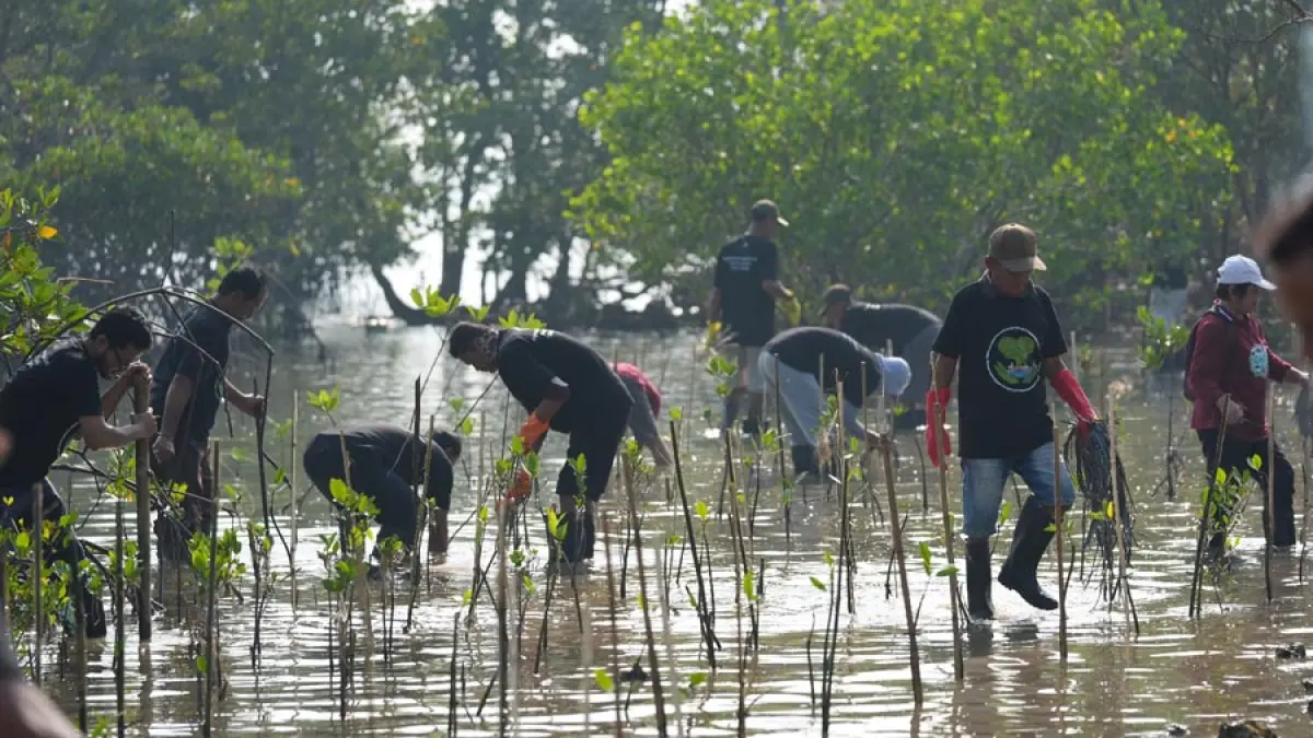Peserta kegiatan konservasi pesisir menanam bibit mangrove di kawasan Pantai Blebak, Desa Sekuro, Kecamatan Mlonggo, Kabupaten Jepara, Rabu (10/6). 