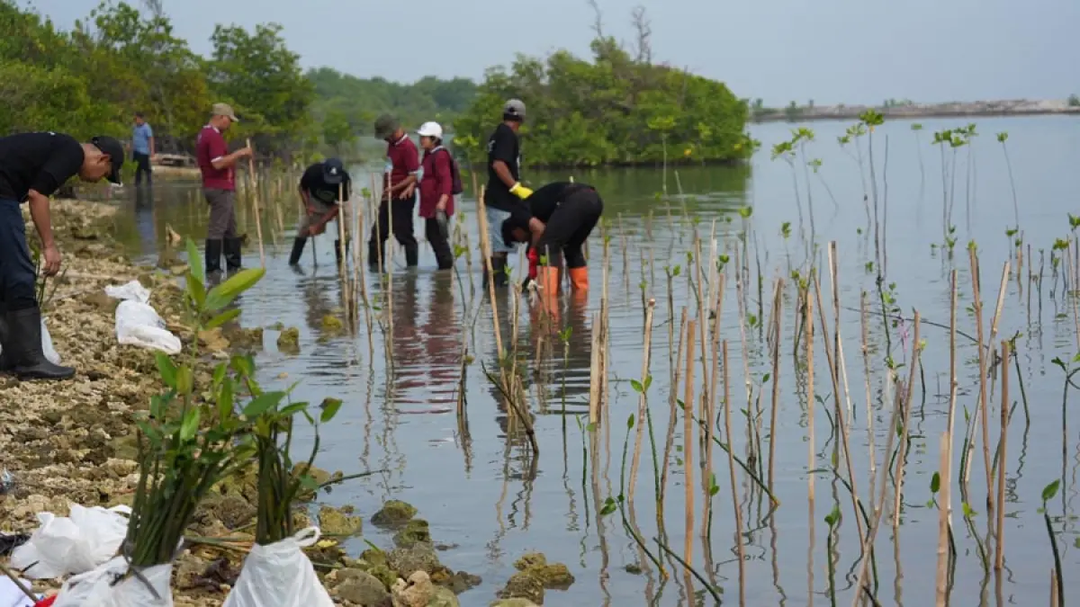 Peserta kegiatan konservasi pesisir menanam bibit mangrove di kawasan Pantai Blebak, Desa Sekuro, Kecamatan Mlonggo, Kabupaten Jepara, Rabu (10/6).