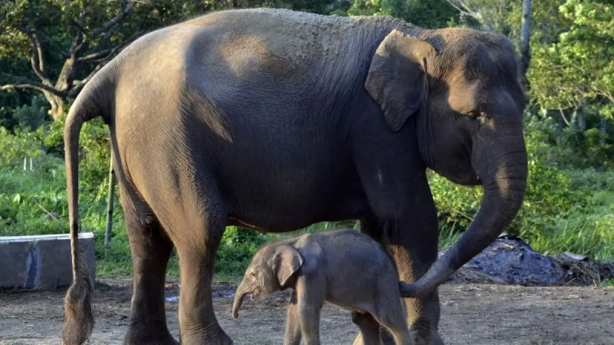 Anak gajah bernama "Rut" yang lahir di Lembaga Konservasi Lembah Hijau (ANTARA News)