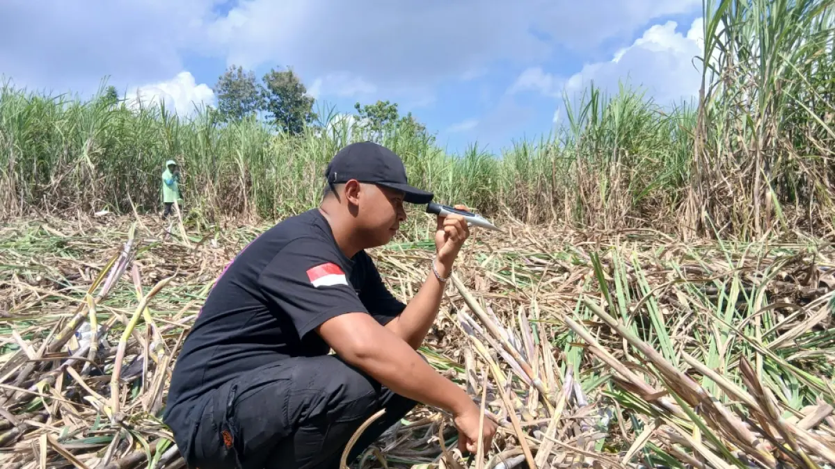 Ilustrasi foto Petani Tebu Blora yang menjadi mitra PG Trangkil Blora.