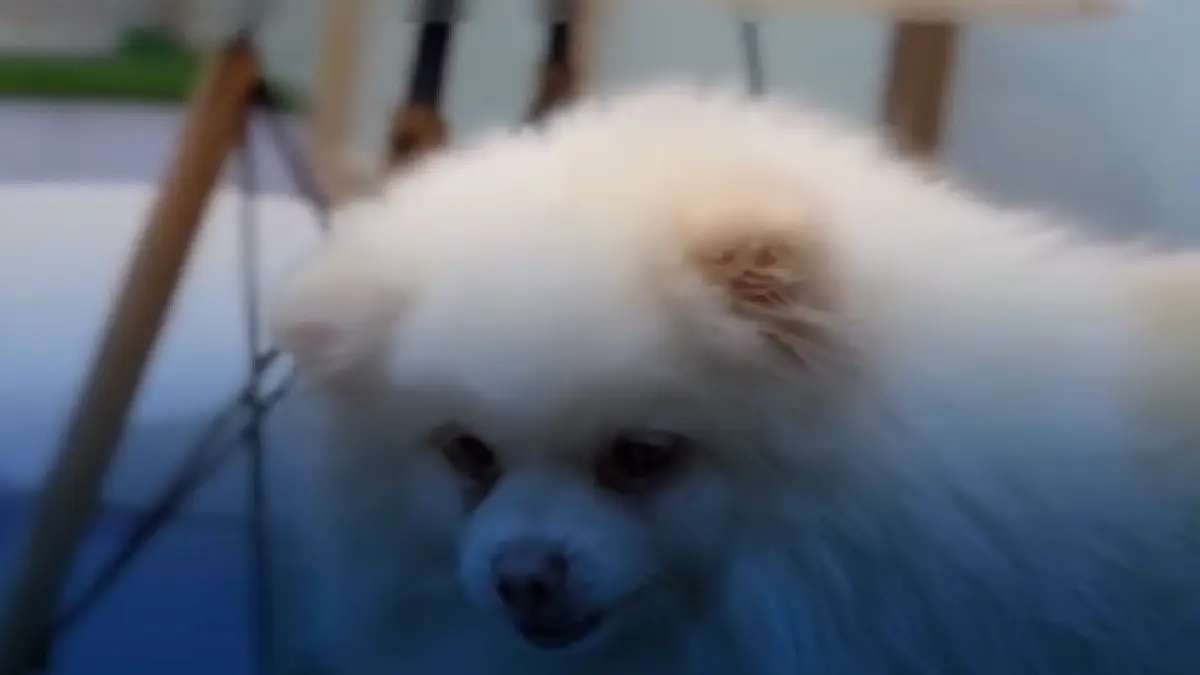 Anjing yang menjadi korban pelecehan seorang pria di dog cafe Jakarta Utara
