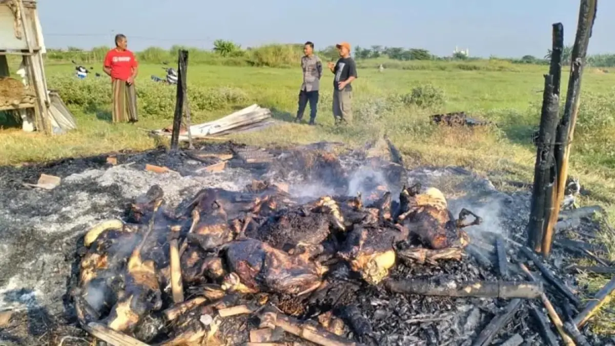 TERPANGGANG: Kondisi kandang dan kambing yang terbakar di Desa Undaan Lor, Kecamatan Undaan, Kudus. (BPBD KUDUS UNTUK RADAR KUDUS)
