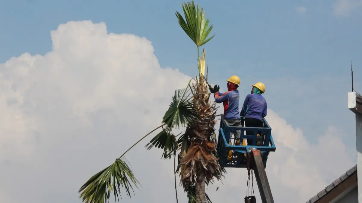 PEMELIHARAAN: Petugas tengah menebang pohon yang berpotensi mengganggu jaringan listrik di area Jepara Kota.(FIKRI THOHARUDIN/RADAR KUDUS)