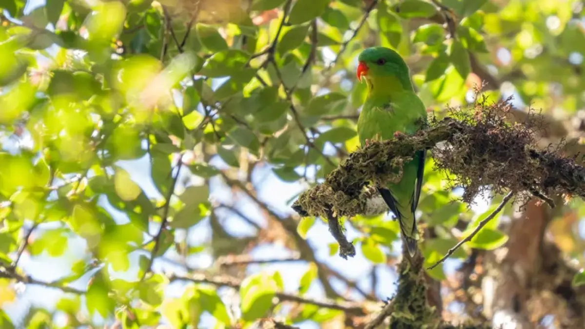 Blue-fronted lorikeet. (James Eaton/Birdtour Asia)