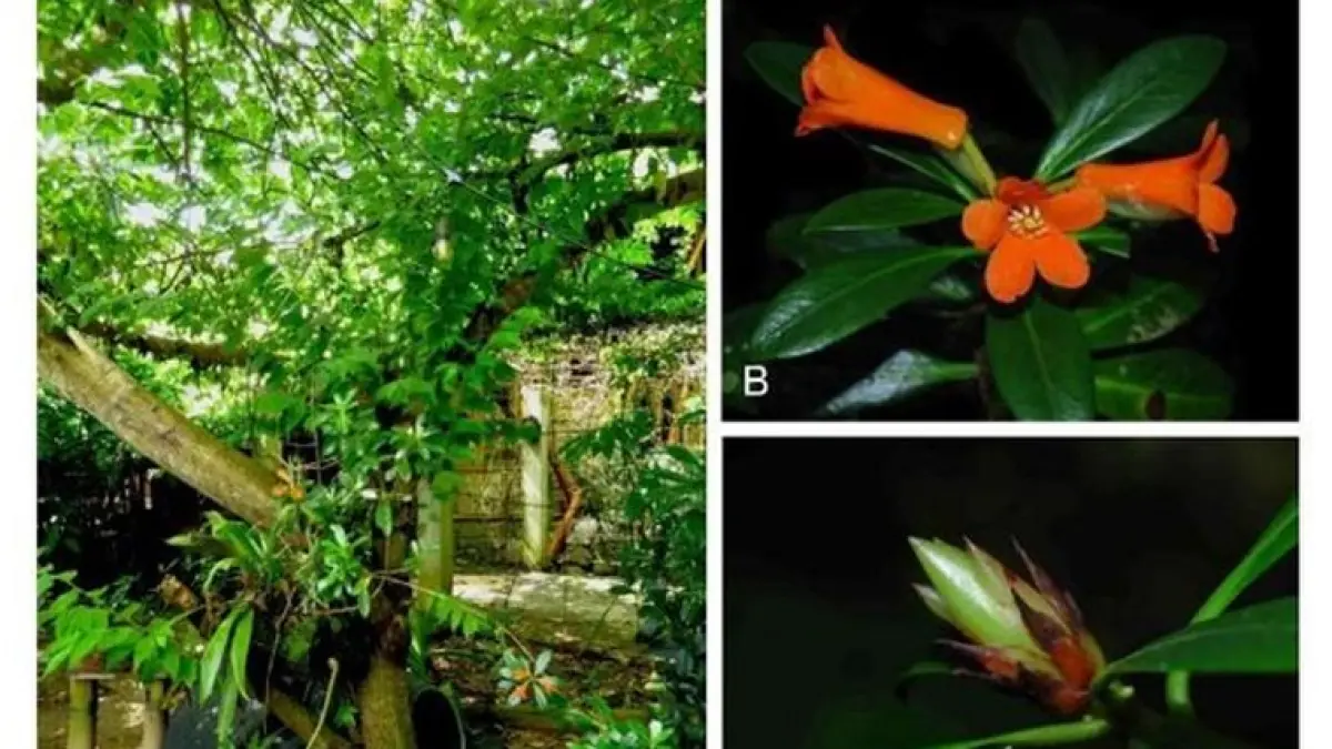 Penampakan Rhododendron yombuwurii. Foto: BRIN
