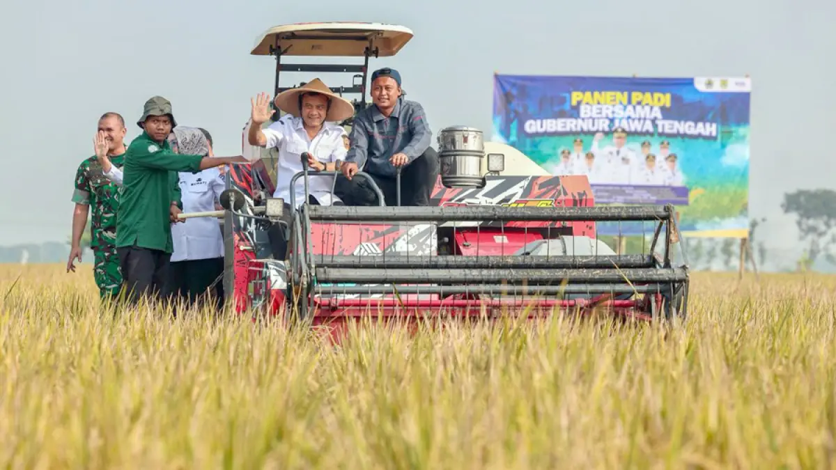 Gubernur Jawa Tengah Ahmad Luthfi menghadiri Panen Raya Padi di Desa Gentan, Kecamatan Bendosari, Kabupaten Sukoharjo, Rabu (24/6/2026).