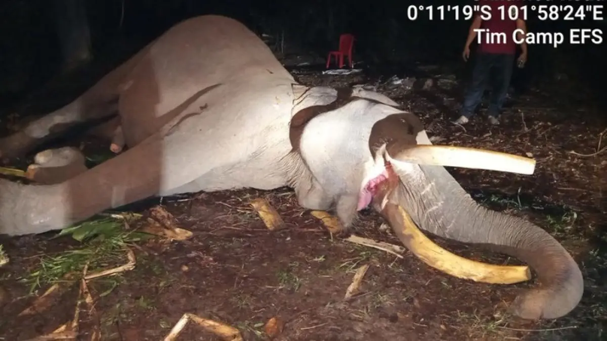 gajah Sumatera (Elephas maximus sumatranus) yang dikenal sebagai Kapten Indro mati di Camp Elephant Flying Squad Balai Taman Nasional Tesso Nilo (dok. Balai TNTN)