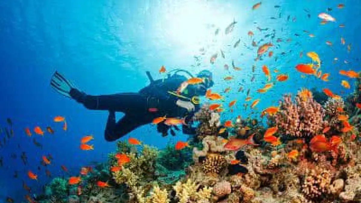 kegiatan diving (Lingoland)