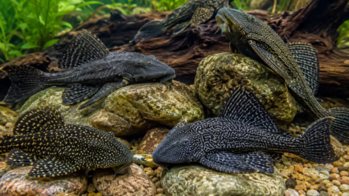 Ikan sapu sapu: Spesies ini dikenal memiliki daya adaptasi tinggi dan kerap dianggap sebagai ikan invasif di berbagai sungai di Indonesia.