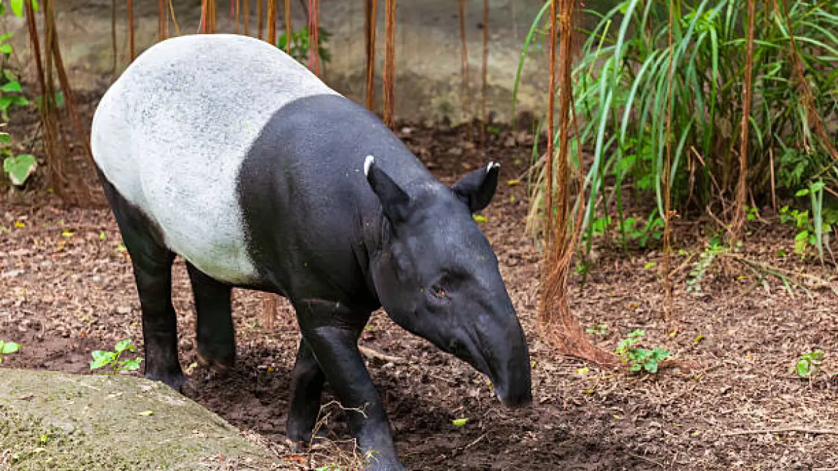 Tragis! Satwa Langka Tapir Nyasar di Lampung Justru Disembelih dan Dimasak Rica-Rica, 4 Pelaku Diringkus Polisi