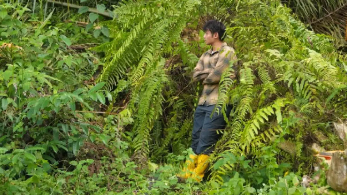 Jerhemy Owen Gandeng FKL Tebang 10 Hektar Sawit Ilegal di Hutan Lindung Aceh