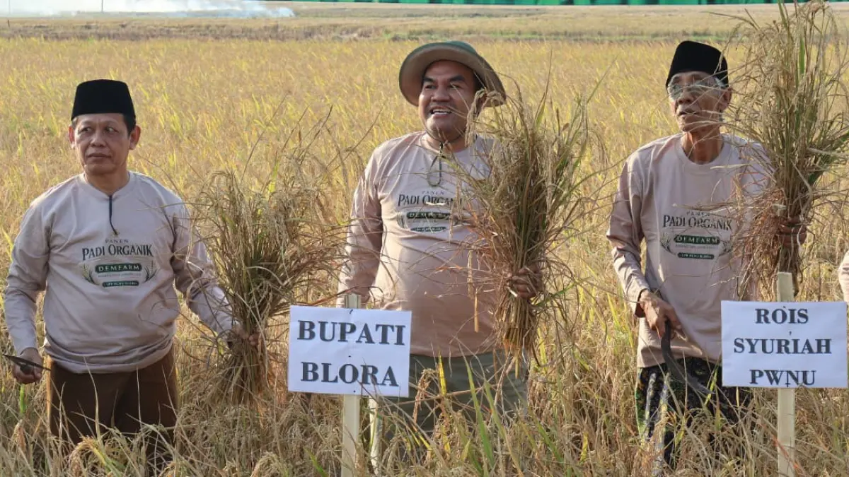 TUMBUH: Bupati Blora Arief Rohman (tengah) menemani Rois Syuriah PWNU Jawa Tengah KH Ubaidillah Shodaqoh (paling kanan) panen padi organik di Desa Wado, Kecamatan Kedungtuban. (PROKOMPIM PEMKAB BLORA)