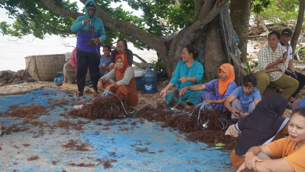 ANDALAN: Karimunjawa mendapat bantuan Rp9 miliar dari KKP untuk mengembangkan budidaya rumput laut lebih dari 200 hektare bagi 11 kelompok pembudidaya.