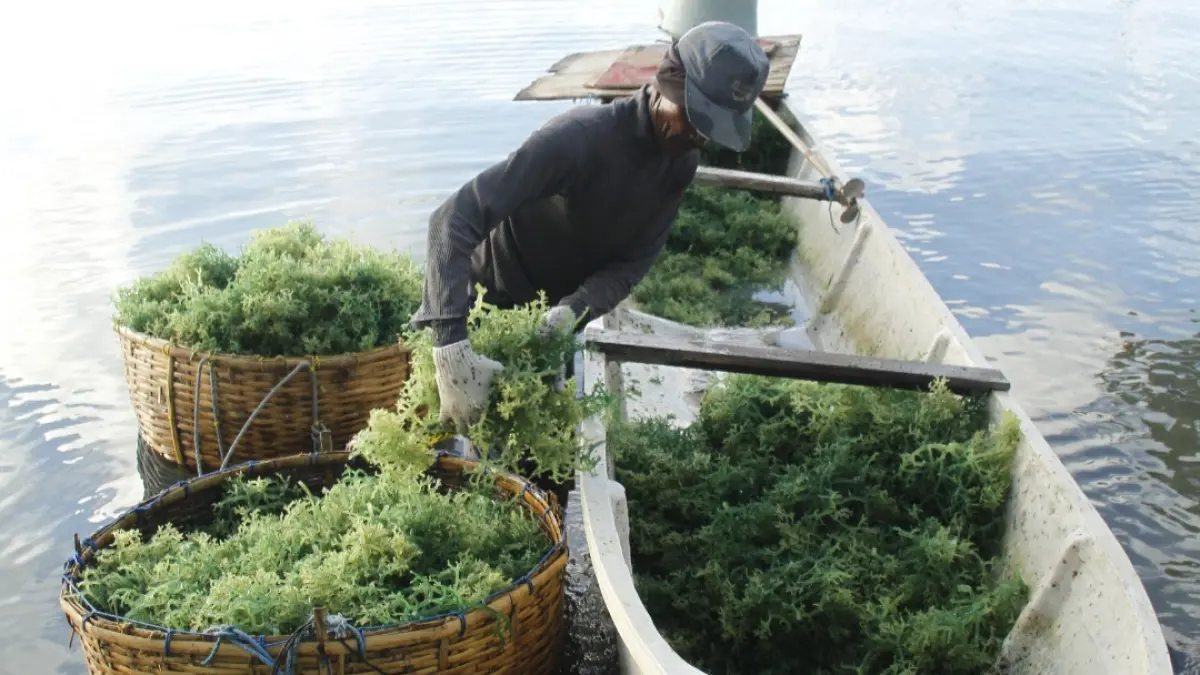 MELIMPAH: Petani Rumput Laut tengah memanen hasil budidaya di Desa Kemujan belum lama ini. (FIKRI THOHARUDIN/RADAR KUDUS)&nbsp;