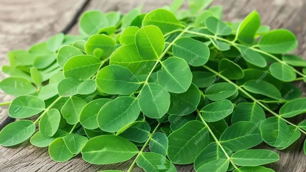Berbagai Manfaat Daun Kelor