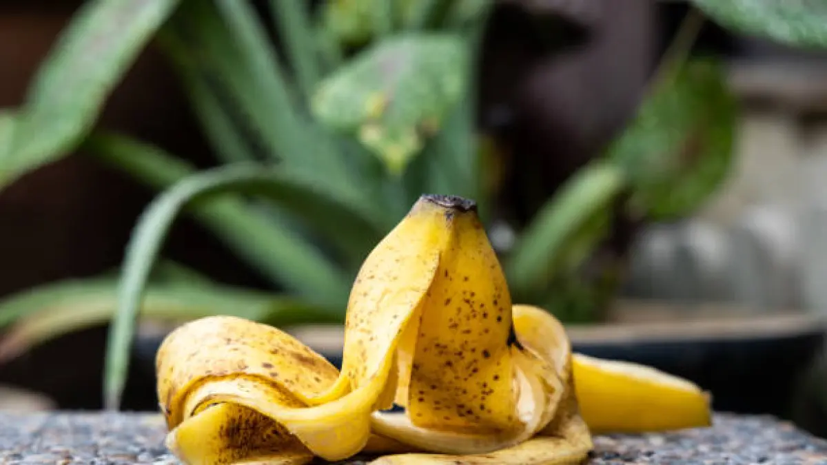 SMP Asal NTT Raih Juara Utama Asia Pasifik Usai Olah Kulit Pisang Jadi Es Krim dan Pupuk