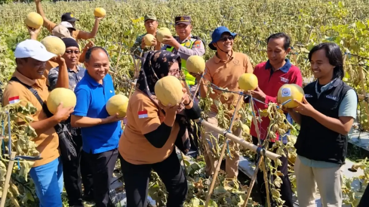 PETIK HASIL: DKPP Jepara membersamai proses panen melon di lahan seluas 2 hektare di Donorojo pada Jumat (10/7). (DKPP JEPARA UNTUK RADAR KUDUS)&nbsp;