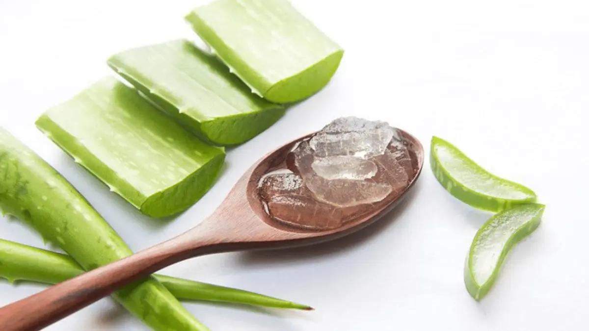 Manfaat lidah bauaya atau aloe vera